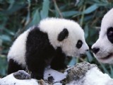攝影師拍攝動(dòng)物家庭溫馨瞬間