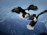 攝影師拍攝動(dòng)物家庭溫馨瞬間