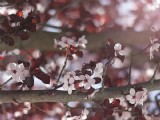 唯美夢幻照片