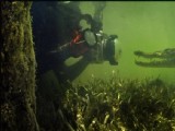 攝影師水底拍攝“邂逅”大鱷魚