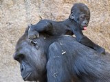 德動物園小猩猩淘氣向媽媽求擁抱