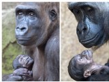 德動物園小猩猩淘氣向媽媽求擁抱